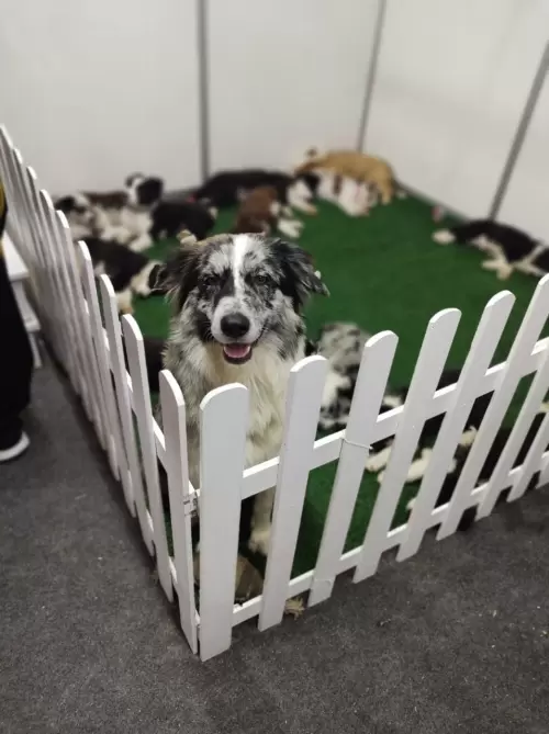 Feira Agroponte Criciúma 2021