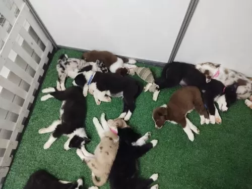 Feira Agroponte Criciúma 2021