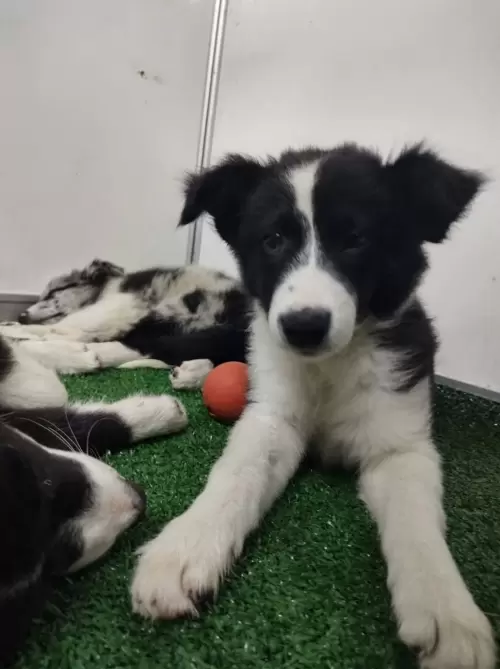 Feira Agroponte Criciúma 2021