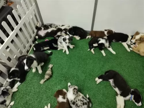 Feira Agroponte Criciúma 2021