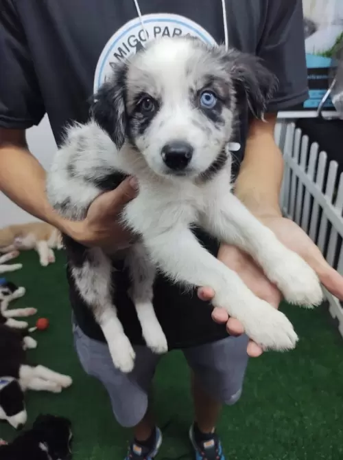 Feira Agroponte Criciúma 2021