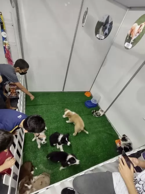 Feira Agroponte Criciúma 2021