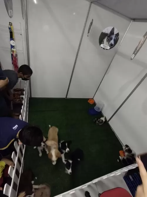 Feira Agroponte Criciúma 2021