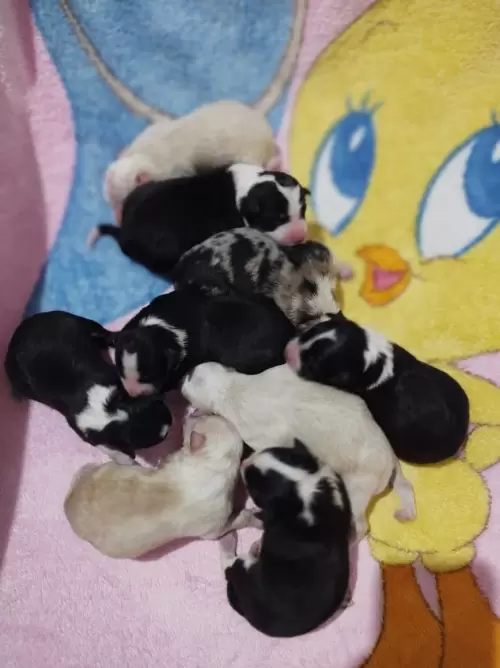 Esta ninhada veio muito bem. Parto tranquilo sem complicações de duração de 7 horas.
deste casal é a segunda vez que temos ninhada e como exemplo do resultado do nosso Buck e Kyra temos a nossa também matriz Luna e Mel no plantel.